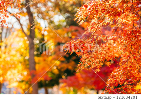 秋の紅葉、紅葉したモミジの葉（茨城県つくば市　洞峰公園） 121634201