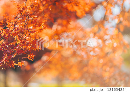 秋の紅葉、紅葉したモミジの葉(茨城県つくば市 洞峰公園) 秋の紅葉、紅葉したモミジの葉(茨城県つくば市 洞峰公園) 121634224