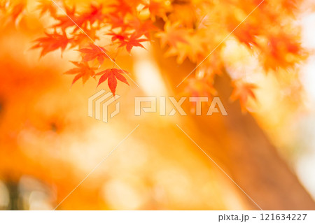 秋の紅葉、紅葉したモミジの葉(茨城県つくば市 洞峰公園) 秋の紅葉、紅葉したモミジの葉(茨城県つくば市 洞峰公園) 121634227