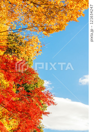 空と色とりどりの紅葉(茨城県つくば市 洞峰公園) 空と色とりどりの紅葉(茨城県つくば市 洞峰公園) 121634247