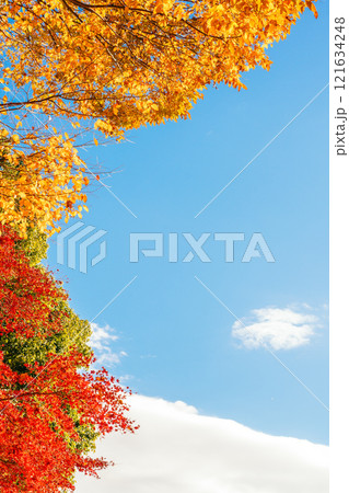 空と色とりどりの紅葉（茨城県つくば市　洞峰公園） 121634248