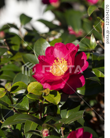 鮮やかな山茶花の花 121634270