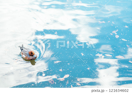 美しく青い水面に浮かぶ鴨（茨城県つくば市　洞峰公園） 121634602