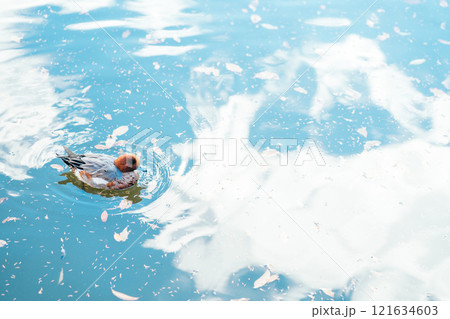 美しく青い水面に浮かぶ鴨（茨城県つくば市　洞峰公園） 121634603