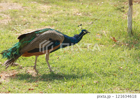 male Peacock keep in the garden in palace of moon-like stars in bukhara, uzbekistan male Peacock keep in the garden in palace of moon-like stars in bukhara, uzbekistan 121634618