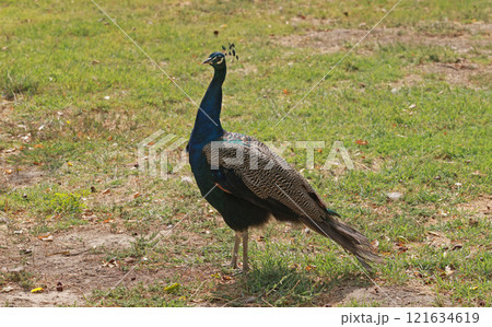 male Peacock keep in the garden in palace of moon-like stars in bukhara, uzbekistan 121634619
