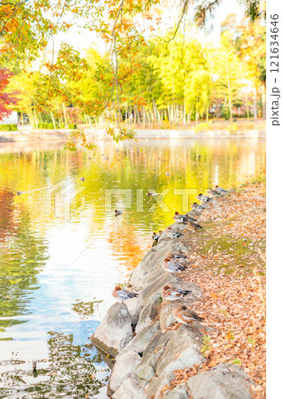 水辺のたくさんの鴨(茨城県つくば市 洞峰公園) 水辺のたくさんの鴨(茨城県つくば市 洞峰公園) 121634646