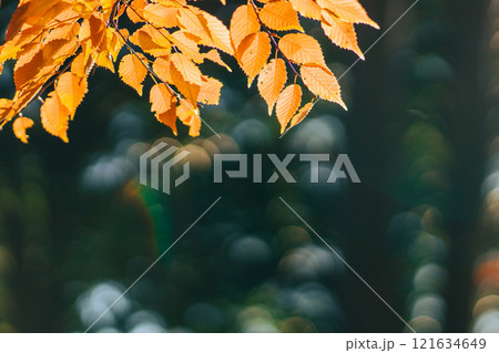光に照らされた紅葉した葉((茨城県つくば市 洞峰公園)) 光に照らされた紅葉した葉((茨城県つくば市 洞峰公園)) 121634649