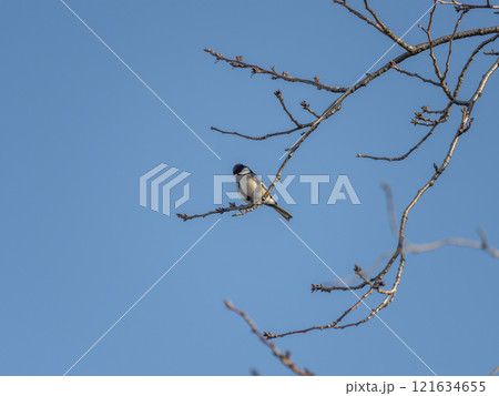 木の枝に止まるシジュウカラ 121634655