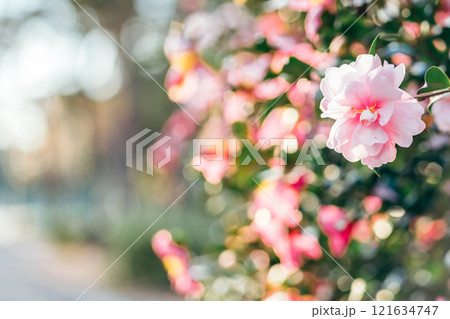 ピンクの椿の花(茨城県つくば市 洞峰公園) ピンクの椿の花(茨城県つくば市 洞峰公園) 121634747