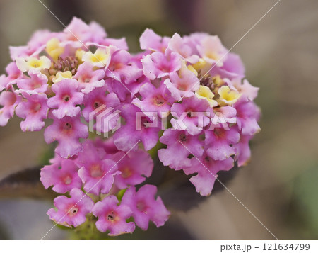 ランタナの花のクローズアップ 121634799