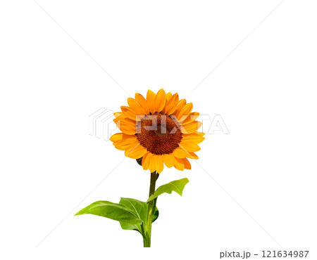 Fresh organic sunflowers isolated on white background. Fresh organic sunflowers isolated on white background. 121634987