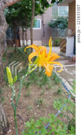 Oriental columbine 121635307