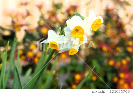 水仙の花 水仙の花 121635709