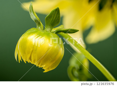 Sunny Dahlia on a green background Sunny Dahlia on a green background 121635976