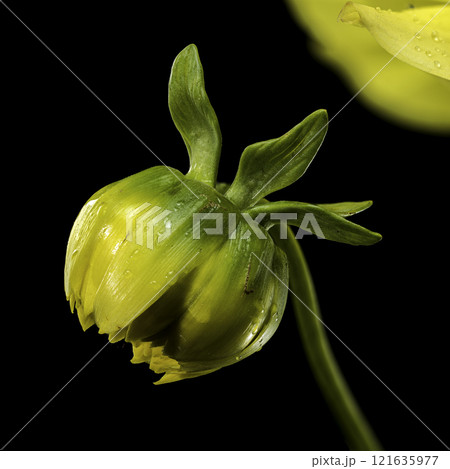 Sunny Dahlia on a black background Sunny Dahlia on a black background 121635977
