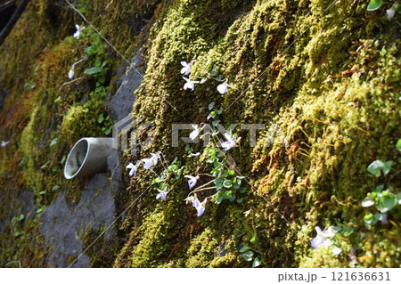 苔むした岩に生えた花 121636631