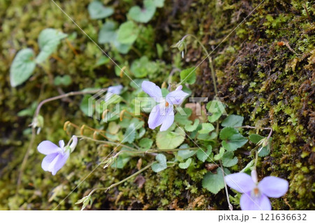 苔むした岩に生えた花 苔むした岩に生えた花 121636632