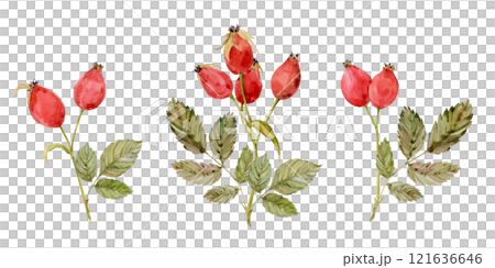 Watercolor dog-rose Briar set, berries and green leaves isolated on white background. Hand drawn botanical briar brunches. Clipart for herbal tea label. Watercolor dog-rose Briar set, berries and green leaves isolated on white background. Hand drawn botanical briar brunches. Clipart for herbal tea label. 121636646