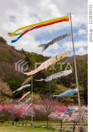 春の空を泳ぐ鯉のぼり 121636721