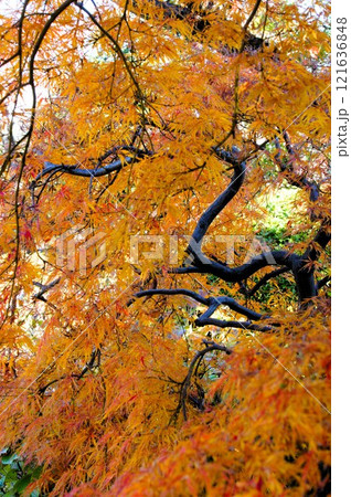 紅枝垂れ 121636848