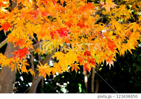 紅葉 紅葉 121636850