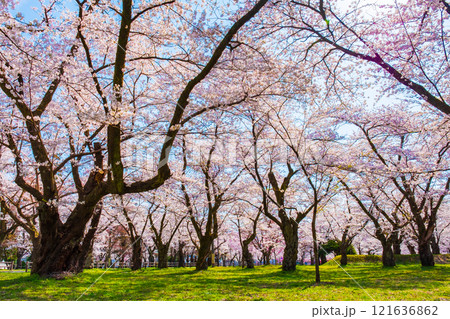村松公園の桜 121636862