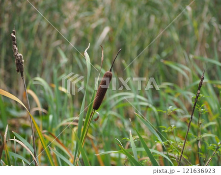 ガマの穂 ガマの穂 121636923