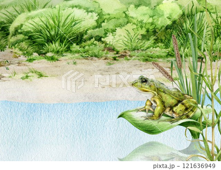Realistic green frog on a water plant leaf in natural pond habitat background. Hand drawn wildlife scene illustration. Ideal for nature designs, wildlife themes, wildlife design decor, kids projects 121636949