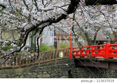 桜満開の水門川散策（岐阜県大垣市）・92 121637019