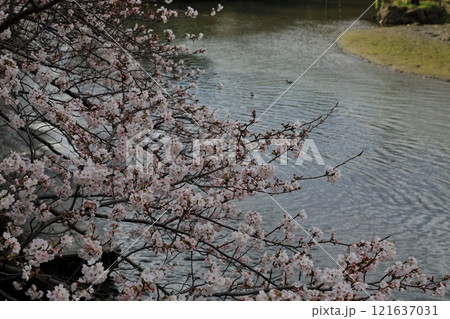 桜満開の水門川散策（岐阜県大垣市）・80 121637031