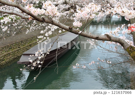 桜満開の水門川散策(岐阜県大垣市)・101 桜満開の水門川散策(岐阜県大垣市)・101 121637066