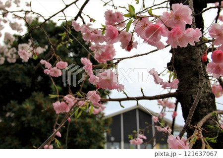 桜満開の水門川散策（岐阜県大垣市）・100 121637067