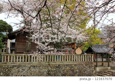 桜満開の水門川散策(岐阜県大垣市)・97 桜満開の水門川散策(岐阜県大垣市)・97 121637070