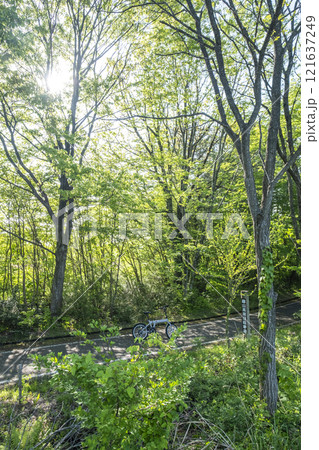 新緑・初夏のサイクリングイメージ (蒜山高原) 新緑・初夏のサイクリングイメージ (蒜山高原) 121637249
