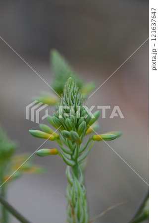 慈光錦・多肉植物の花の蕾 121637647