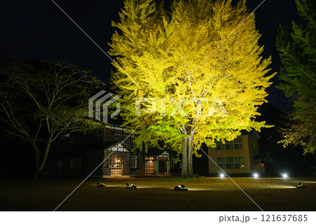 銀杏のライトアップ 121637685