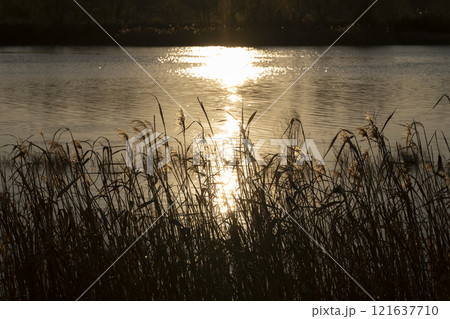 夕暮れのススキの穂 121637710