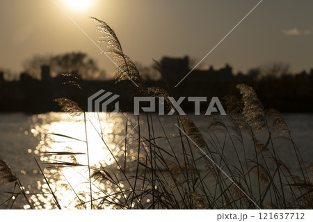 夕暮れのススキの穂 夕暮れのススキの穂 121637712