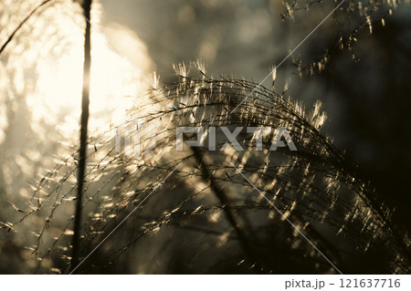 夕暮れのススキの穂 121637716