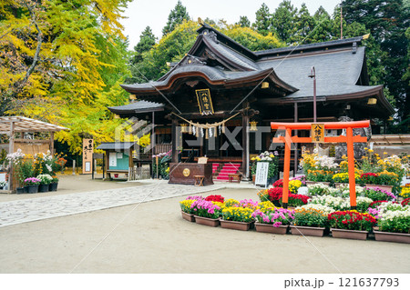 水戸八幡宮　菊まつり（茨城県水戸市） 121637793