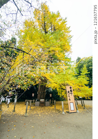 白旗山八幡宮のオハツキイチョウ　水戸八幡宮 121637795