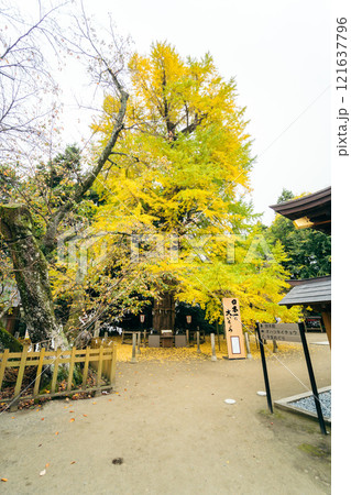 白旗山八幡宮のオハツキイチョウ 水戸八幡宮 白旗山八幡宮のオハツキイチョウ 水戸八幡宮 121637796