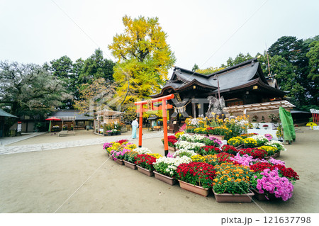 水戸八幡宮 菊まつり(茨城県水戸市) 水戸八幡宮 菊まつり(茨城県水戸市) 121637798