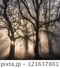 tree, sunset, nature, trees, landscape, sun, forest, sky, sunrise, light, silhouette, autumn, sunlight, mist, fog, morning, branch, winter, scene, green, park, fall, beautiful 121637801