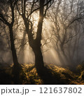 tree, sunset, nature, trees, landscape, sun, forest, sky, sunrise, light, silhouette, autumn, sunlight, mist, fog, morning, branch, winter, scene, green, park, fall, beautiful 121637802