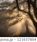tree, sunset, nature, trees, landscape, sun, forest, sky, sunrise, light, silhouette, autumn, sunlight, mist, fog, morning, branch, winter, scene, green, park, fall, beautiful 121637804
