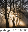 tree, sunset, nature, trees, landscape, sun, forest, sky, sunrise, light, silhouette, autumn, sunlight, mist, fog, morning, branch, winter, scene, green, park, fall, beautiful 121637805