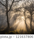 tree, sunset, nature, trees, landscape, sun, forest, sky, sunrise, light, silhouette, autumn, sunlight, mist, fog, morning, branch, winter, scene, green, park, fall, beautiful 121637806