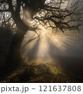 tree, sunset, nature, trees, landscape, sun, forest, sky, sunrise, light, silhouette, autumn, sunlight, mist, fog, morning, branch, winter, scene, green, park, fall, beautiful 121637808